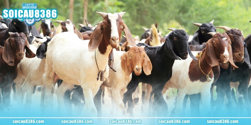 Hãy ghi chú lại hình ảnh mơ thấy dê để tra cứu dễ dàng