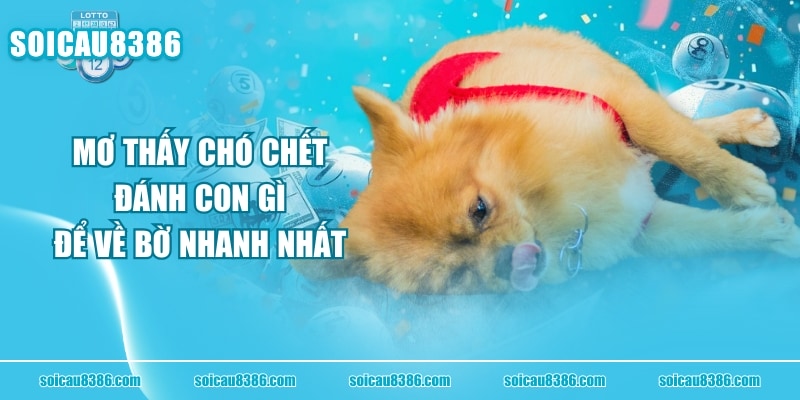 Mơ Thấy Chó Chết Đánh Con Gì Để “Về Bờ” Nhanh Nhất