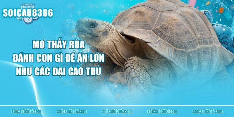 Mơ Thấy Rùa Đánh Con Gì Để Ăn Lớn Như Các Đại Cao Thủ