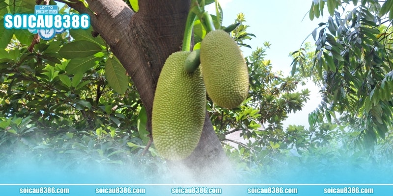 Nằm mơ thấy ăn mít chín vàng đánh nhanh 34 - 86