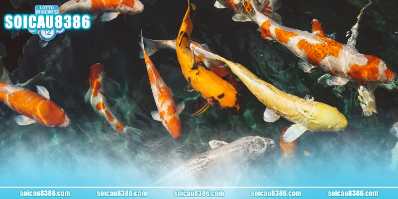 Nằm mơ thấy cá đánh số gì với các điềm lành