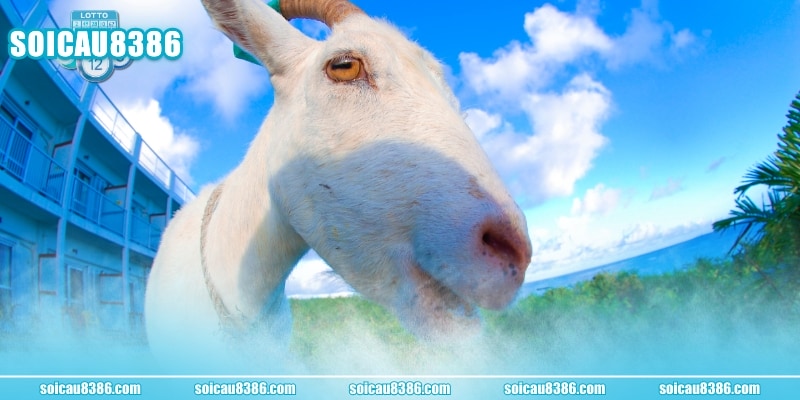 Trả lời thắc mắc mơ thấy dê đánh con gì