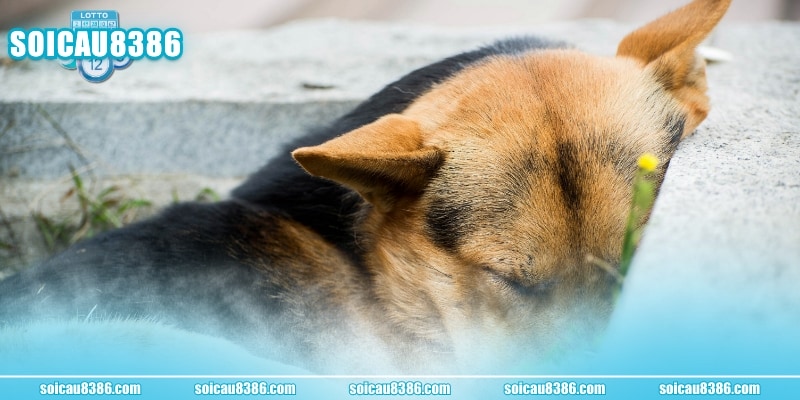 Ý nghĩa khi nằm mộng nhiều con chó chết
