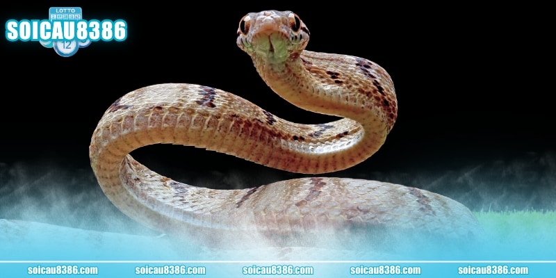 Ý nghĩa mơ thấy rắn mang lại tài lộc